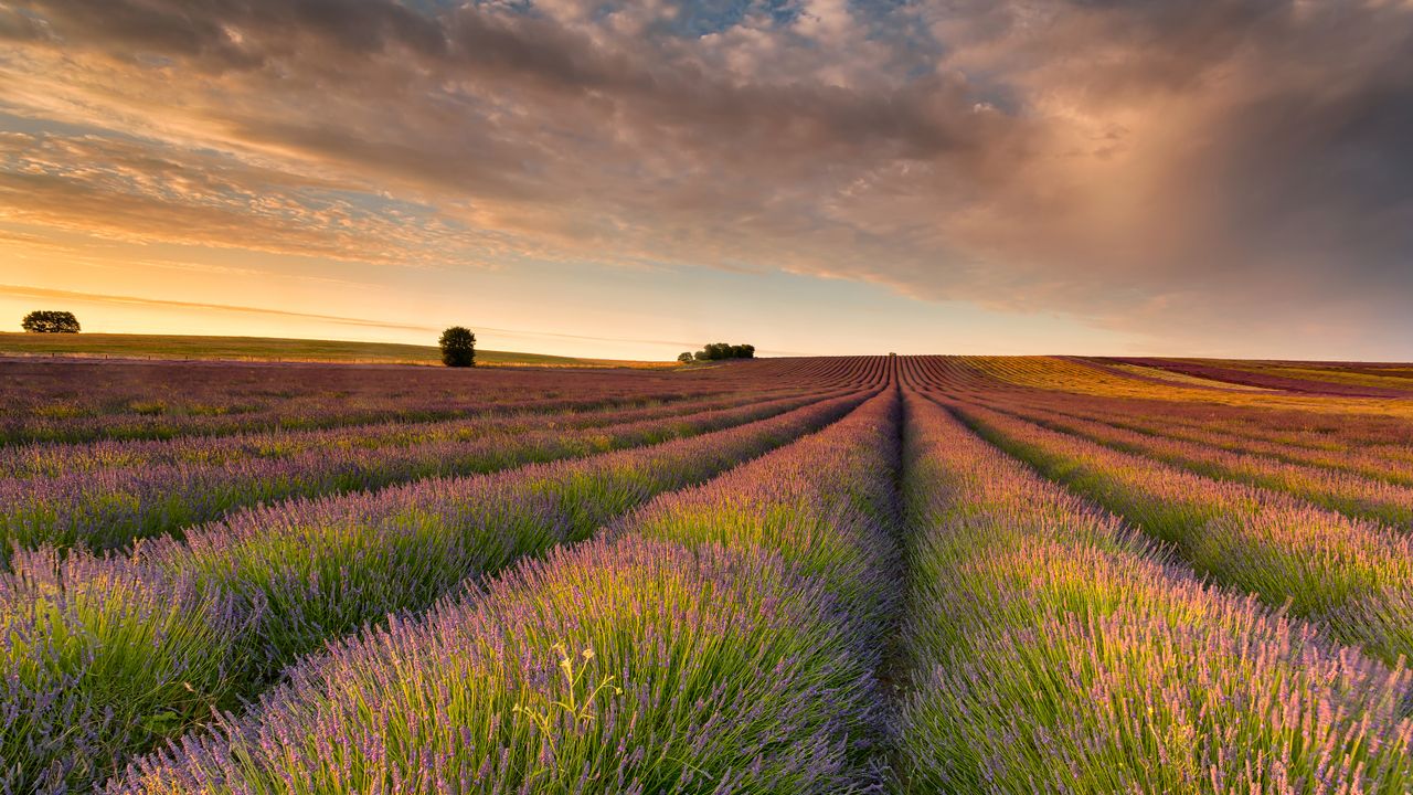Campo de lavanda, Hertfordshire, Inglaterra, Reino Unido