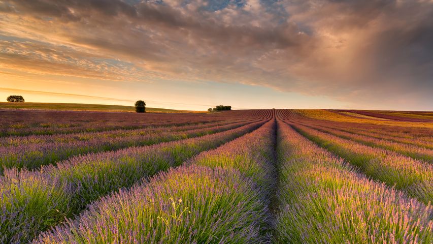 Lavender field, Hertfordshire, England - Bing Gallery