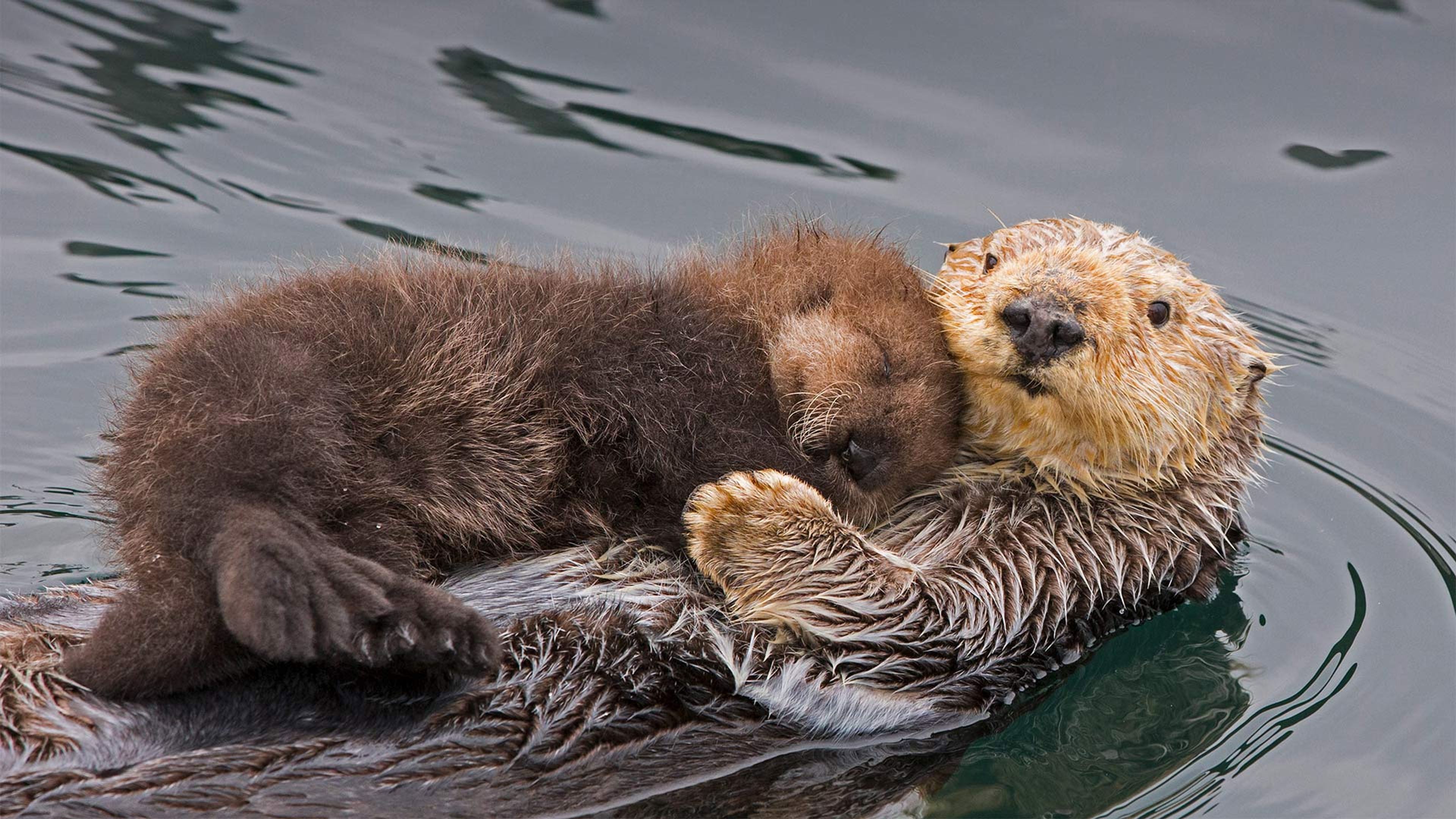 Newborn Baby River Otters