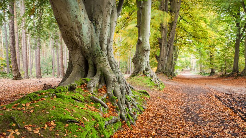 Ancient beech trees in Harlestone Firs, Northamptonshire