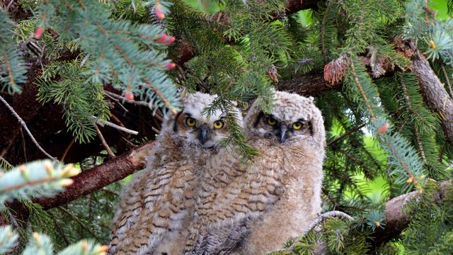 Great horned owl fledglings