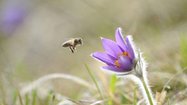 Honigbiene im Anflug auf die Blüte einer Gewöhnlichen Kuhschelle (Pulsatilla vulgaris), Oberpfalz, Bayern, Deutschland