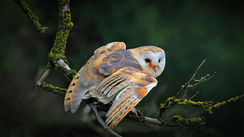 Barn owl sitting on a branch