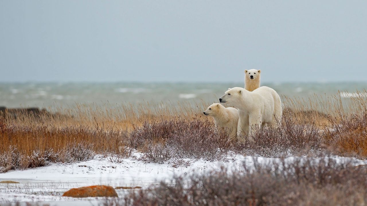 Familia de osos polares cerca de la bahía de Hudson, en Churchill, Canadá