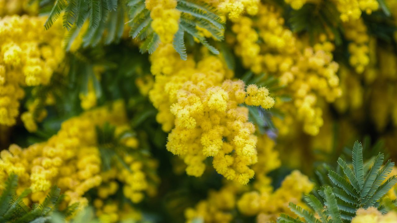 Mimosa