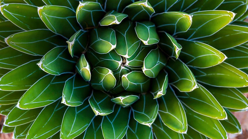 For Fibonacci Day, an agave plant