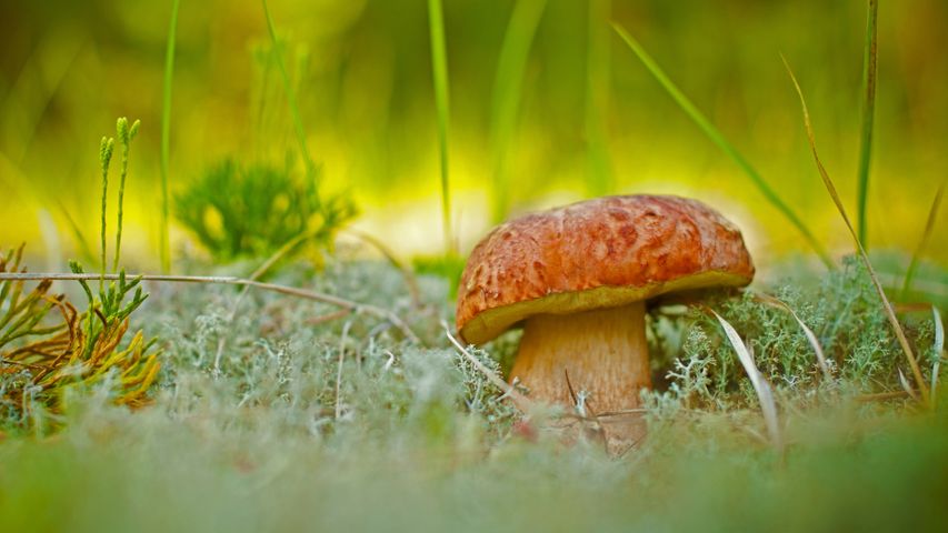 A porcini mushroom