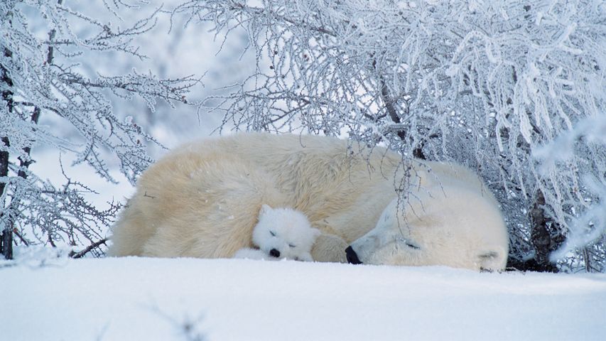 ぐっすりと寝ているホッキョクグマ親子, カナダ