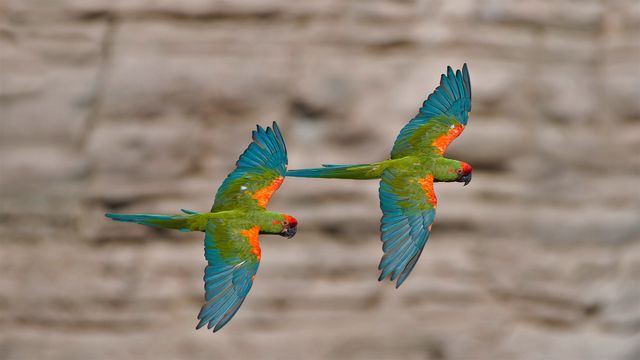 Red-fronted macaws in Omerque, Cochabamba, Bolivia