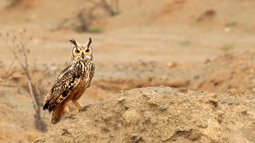 Eagle owl bird of prey in Karnataka.