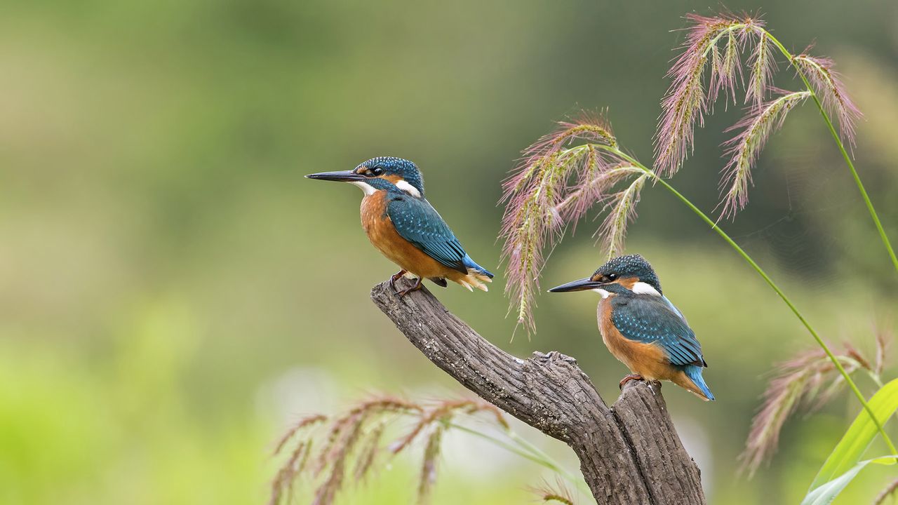 Junge Eisvögel, Sachsen-Anhalt, Deutschland