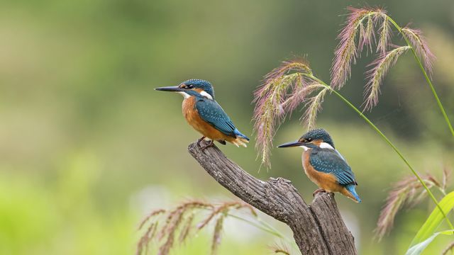 Junge Eisvögel, Sachsen-Anhalt, Deutschland
