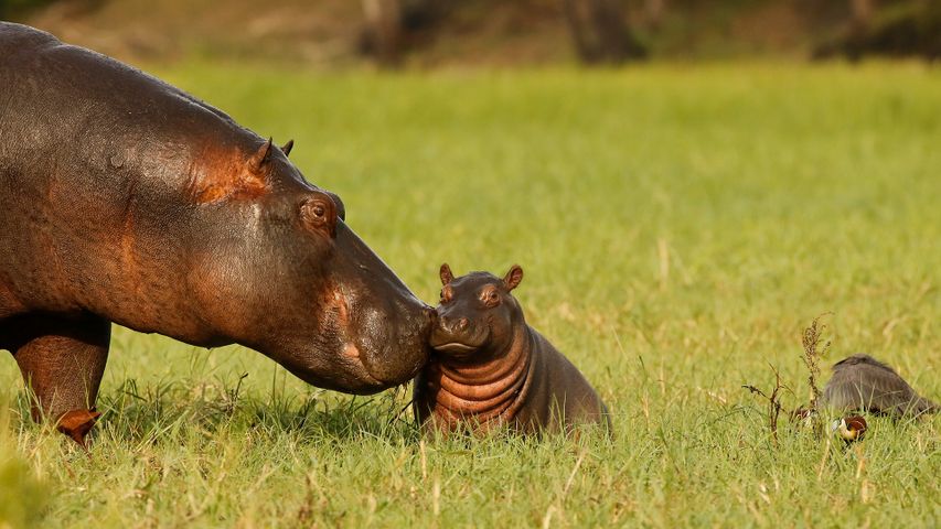 河马妈妈和宝宝，乔贝国家公园，博茨瓦纳
