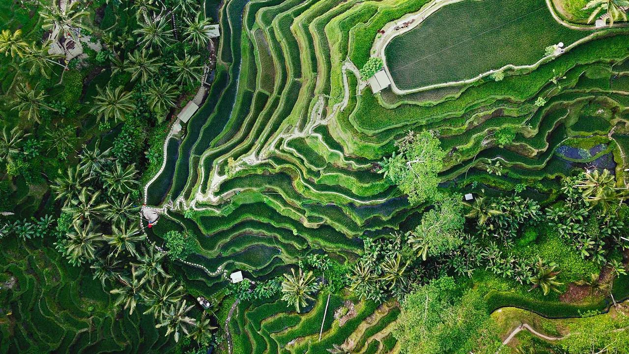 Tegallalang terrace farms in Ubud, Bali, Indonesia