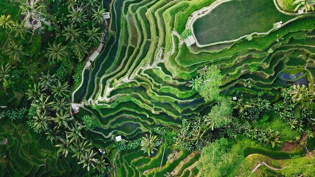 Tegallalang terrace farms in Ubud, Bali, Indonesia