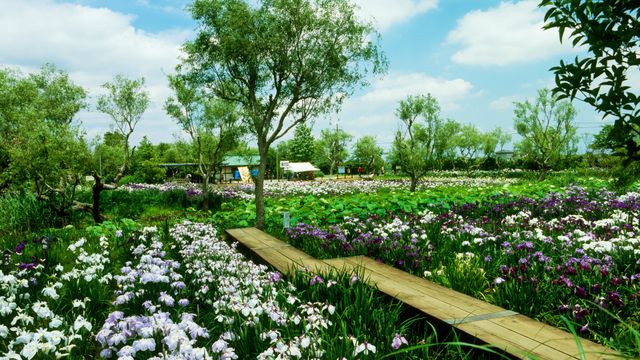 水郷佐原あやめパーク, 千葉県 香取市