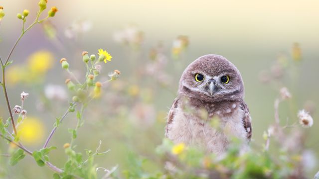Florida burrowing owlet, Cape Coral, Florida, United States
