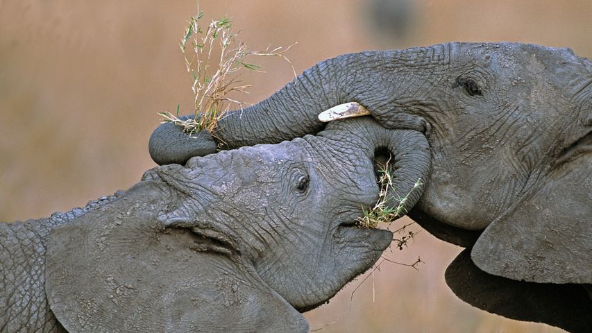 Afrikanische Buschelefanten im Naturschutzgebiet Masai Mara, Kenia