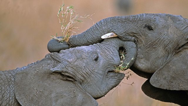 Éléphants de savane d’Afrique dans la réserve nationale du Masai Mara au Kenya