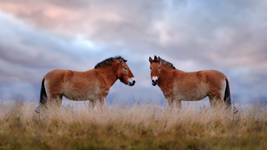 Cavalos de Przewalski, Parque Nacional Hustai, Mongólia