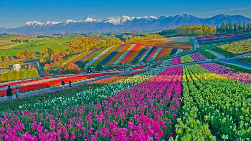 Les jardins de Shikisai no Oka près de Biei, Japon