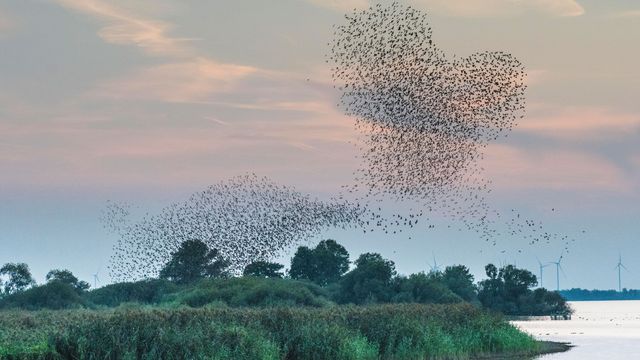 Herzförmiger Starenschwarm bei Lembruch, Naturpark Dümmer, Niedersachsen