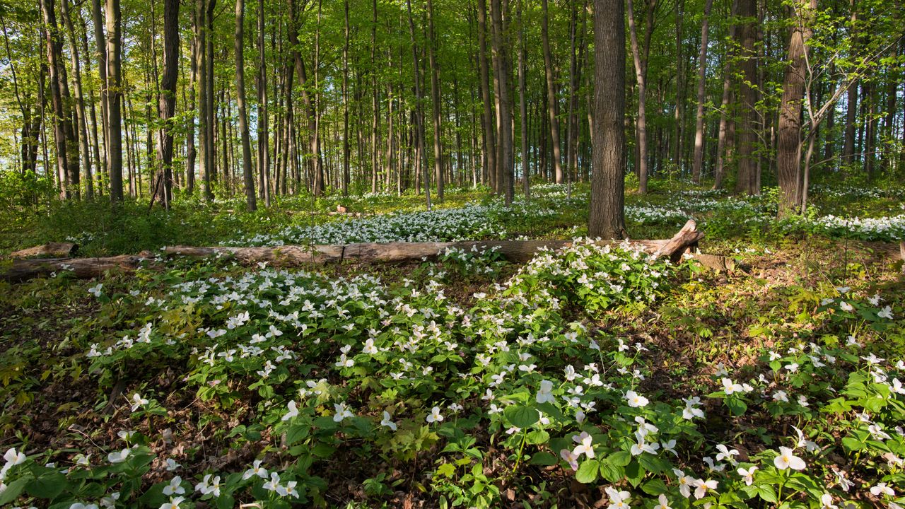 White trillium blooming in Ontario, Canada