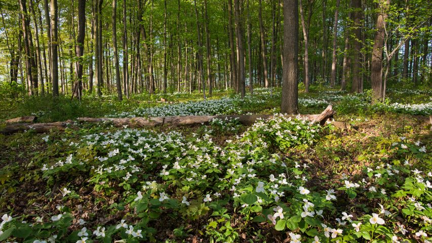 White trillium blooming in Ontario, Canada