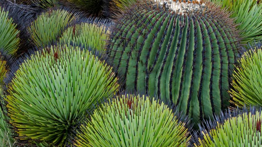 Kugelkaktus (Echinocactus platyacanthus) und Yucca-Pflanzen in der Chihuahua-Wüste, Mexiko 