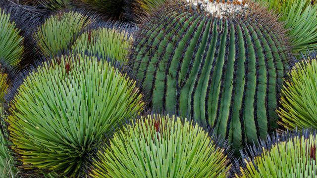 「タマサボテンとユッカ」メキシコ, チワワ砂漠