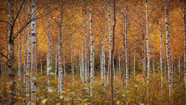 Birch trees in autumn, Drammen, Norway