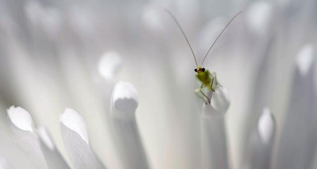 Green lacewing peering on petals