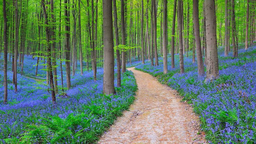 Jacinthes des bois dans le bois de Hal, province du Brabant flamant, Belgique