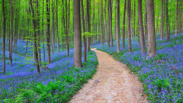 Bluebells in the Halle Forest near Halle, Belgium