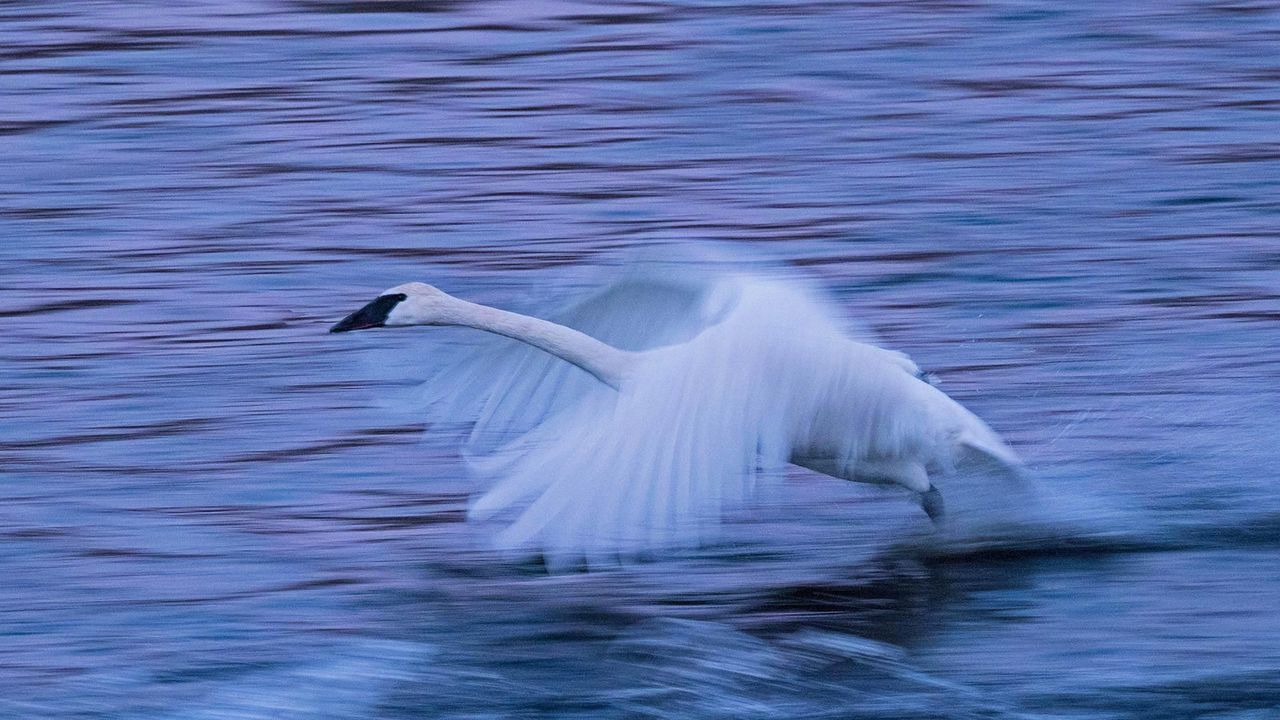 A tundra swan on the Mississippi River in Monticello, Minnesota, USA