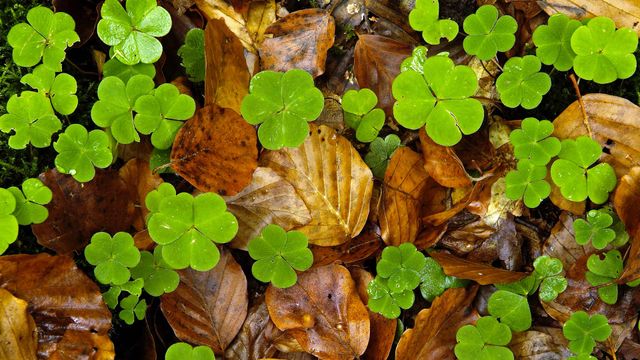 Feuilles d’oxalis dans une forêt en Haute-Loire, France