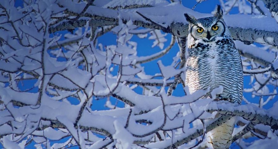 Great Horned Owl in Alberta, Canada