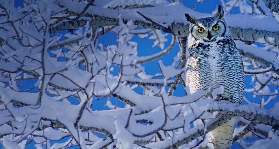 Great Horned Owl in Alberta, Canada Peapix