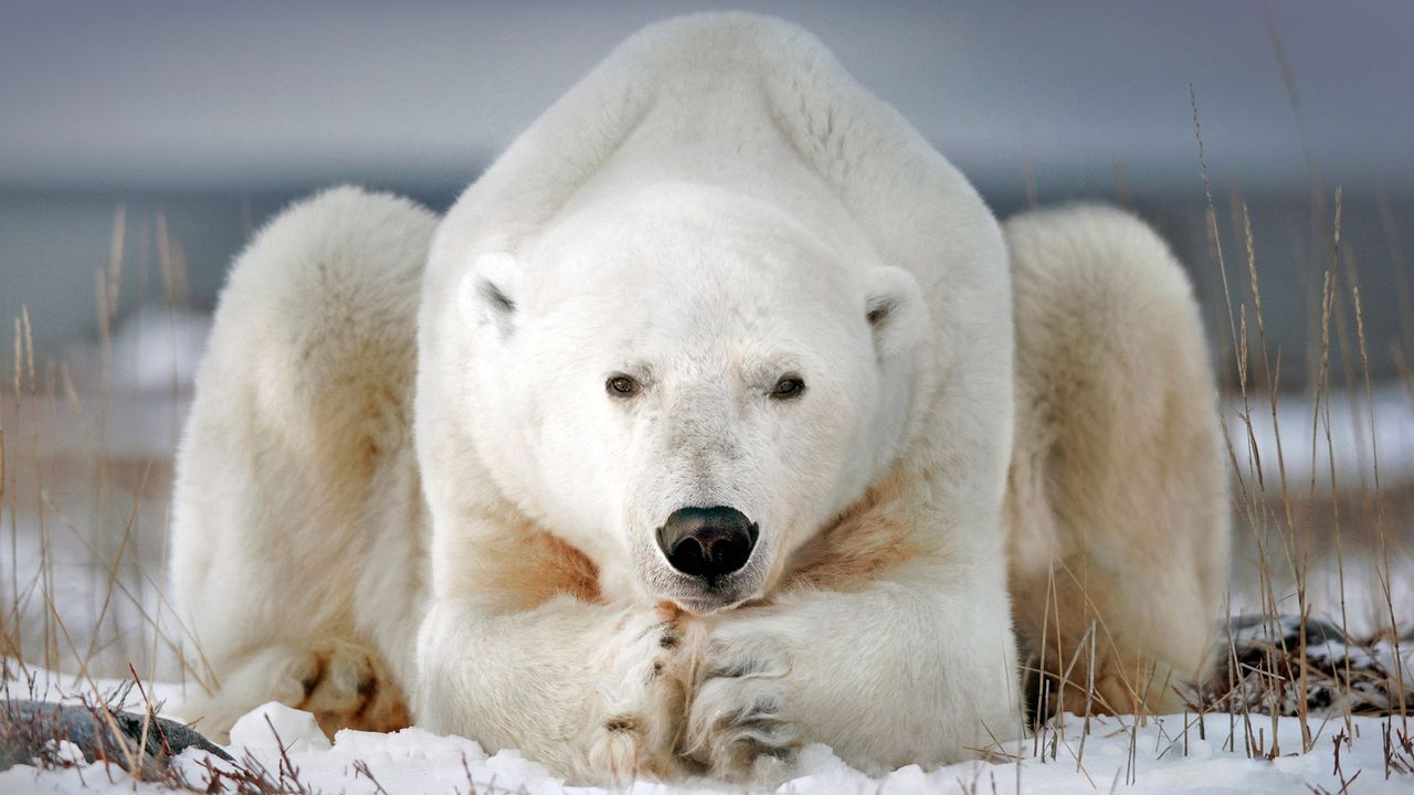 Un somptueux ours polaire près de Churchill, Manitoba, Canada 