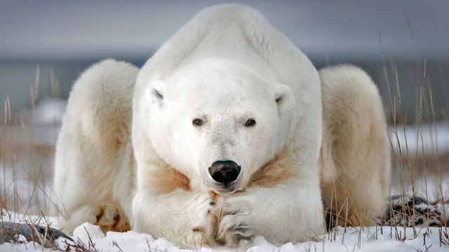 A polar bear near Churchill, Manitoba, Canada