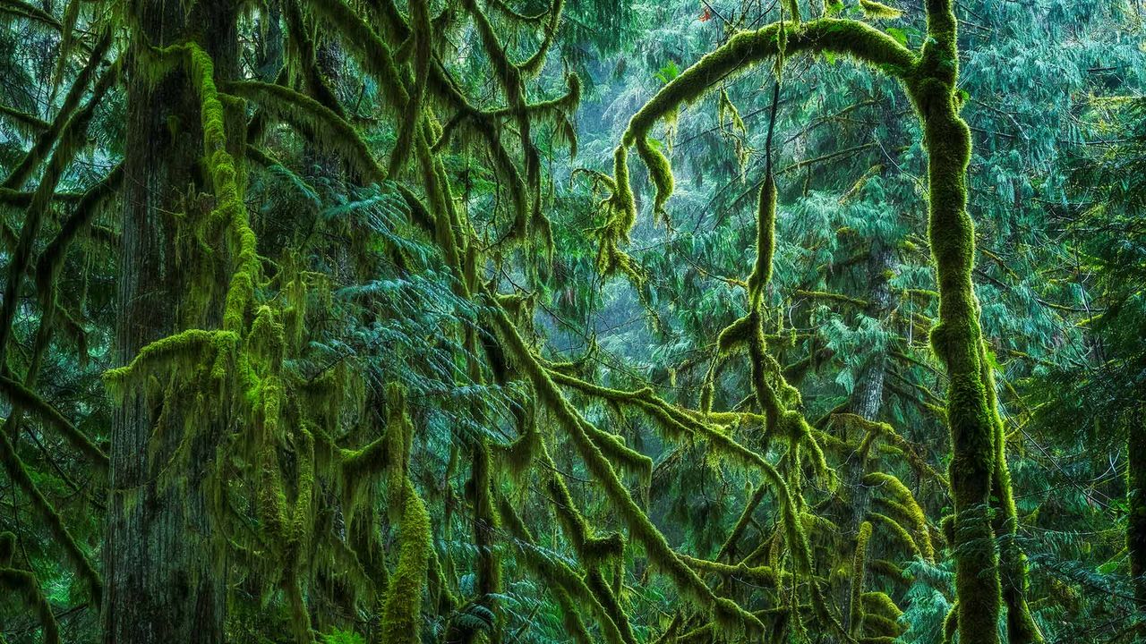 The Lush Rainforest of Cathedral Grove, Macmillan Provincial Park, B.C.