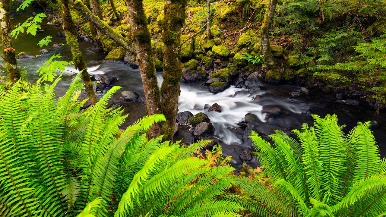 A stream of water flows through the Sasquatch Provincial Park, Fraser Valley, B.C.