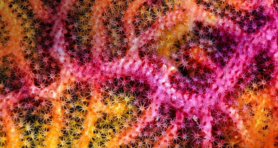 Close up of a colorful sea fan off Raja Ampat Islands, West Papua, Indonesia