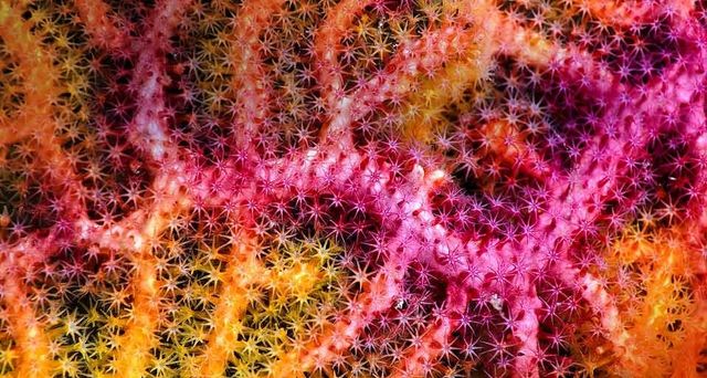 Nahaufnahme einer farbenfrohen Gorgonie beim Raja Ampat-Archipel, West-Neuguinea, Indonesien