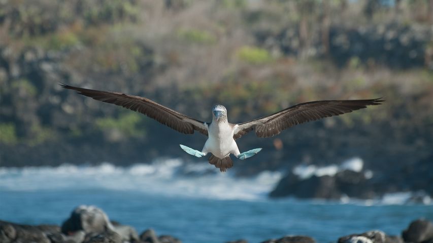 Fou à pieds bleus, îles Galapagos, Équateur