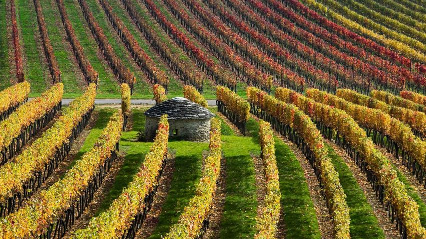 Weinberge im Burgund, Frankreich