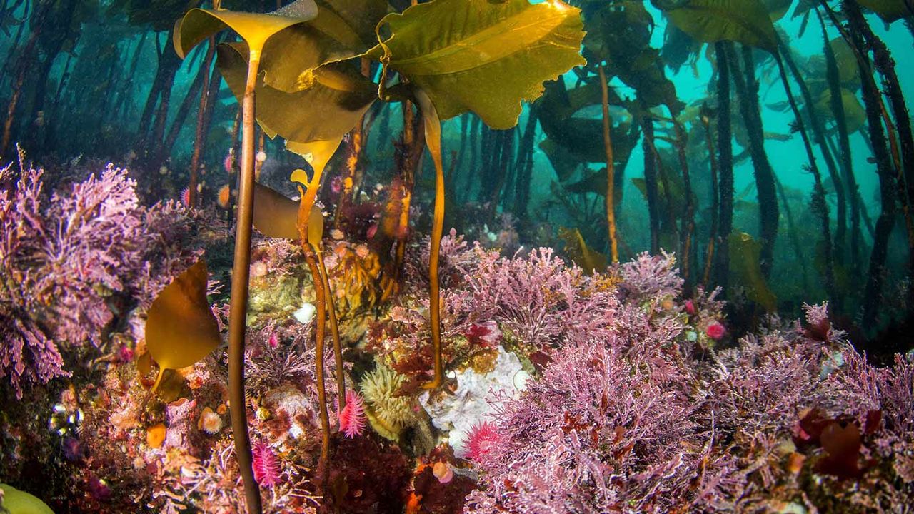 Colourful Brooding Anemones and Coralline Algae adorne the rocks below and abundant kelp forest at Hunt Rock. Near Browning Passage, British Columbia