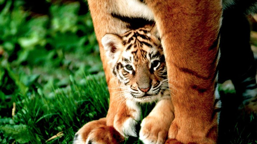 A six-week-old Bengal tiger cub peers out from between its mother's front legs