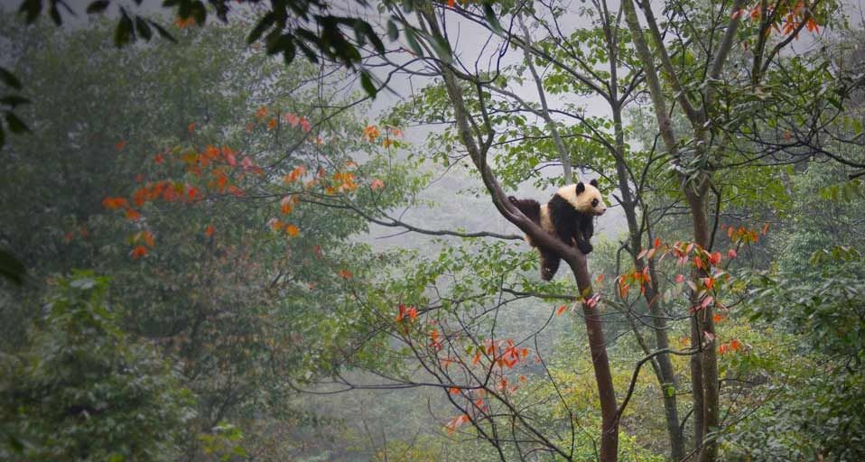 Giant panda cub playing in tree in Ya'an, China