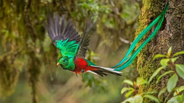 ケツァール  中南米に住むアステカ文明よりの神の化身と呼ばれる鳥 ケツァール 中南米に住むアステカ文明よりの神の化身と呼ばれる